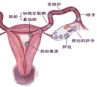 排卵障碍